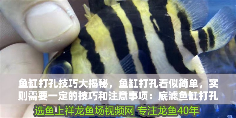 魚缸打孔技巧大揭秘，魚缸打孔看似簡單，實則需要一定的技巧和注意事項：底濾魚缸打孔技巧大揭秘魚缸打孔技巧大揭秘魚缸打孔技巧