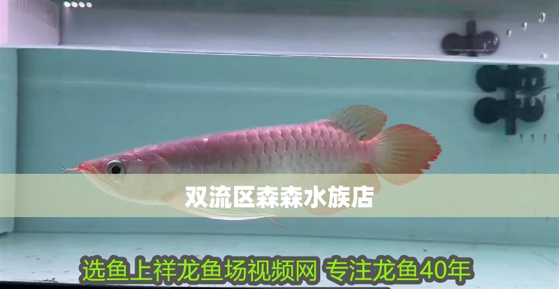 雙流區(qū)森森水族店