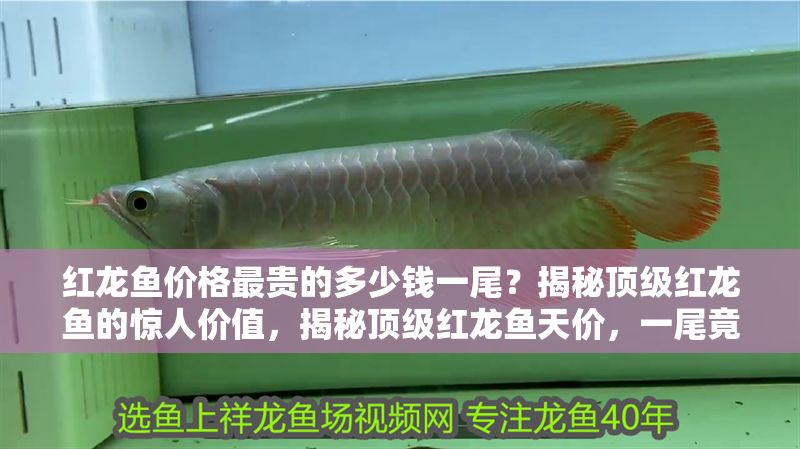 紅龍魚價格最貴的多少錢一尾？揭秘頂級紅龍魚的驚人價值，揭秘頂級紅龍魚天價，一尾竟值百萬！