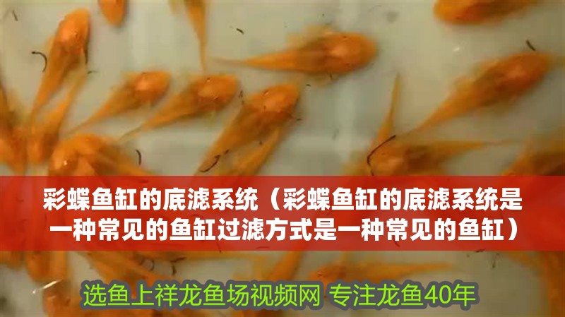 彩蝶魚缸的底濾系統（彩蝶魚缸的底濾系統是一種常見的魚缸過濾方式是一種常見的魚缸）