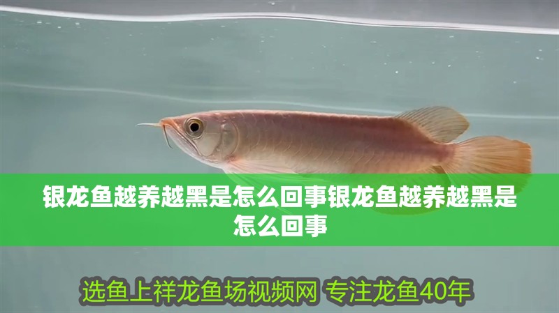 銀龍魚越養越黑是怎么回事銀龍魚越養越黑是怎么回事