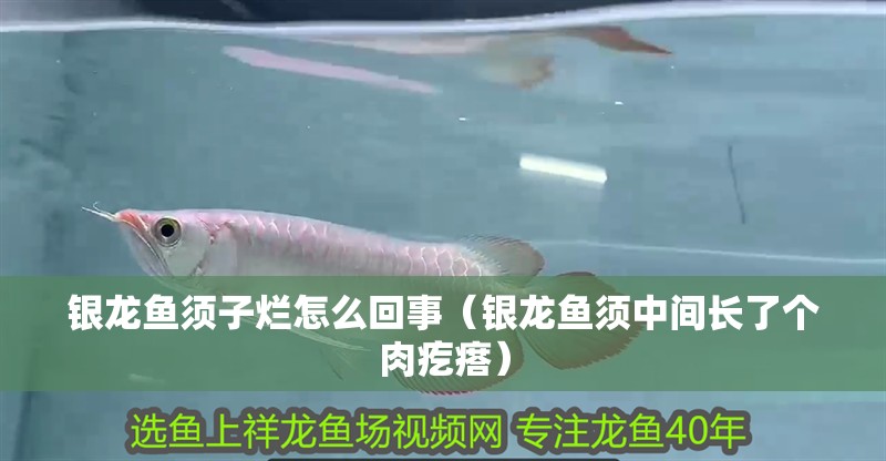 銀龍魚須子爛怎么回事（銀龍魚須中間長了個(gè)肉疙瘩）