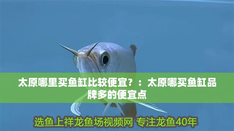 太原哪里買(mǎi)魚(yú)缸比較便宜？：太原哪買(mǎi)魚(yú)缸品牌多的便宜點(diǎn)