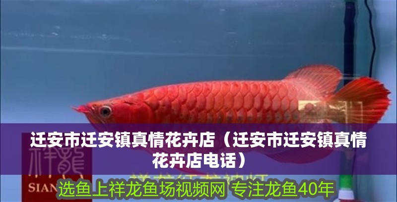 遷安市遷安鎮(zhèn)真情花卉店（遷安市遷安鎮(zhèn)真情花卉店電話）