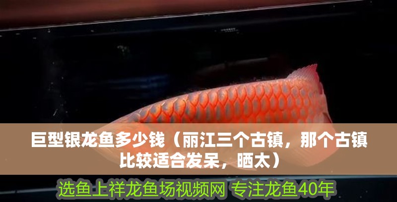 巨型銀龍魚多少錢（麗江三個古鎮，那個古鎮比較適合發呆，曬太）