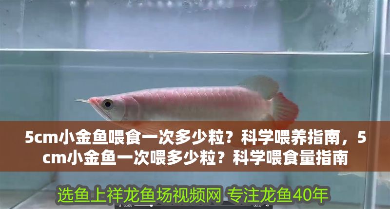 5cm小金魚(yú)喂食一次多少粒？科學(xué)喂養(yǎng)指南，5cm小金魚(yú)一次喂多少粒？科學(xué)喂食量指南
