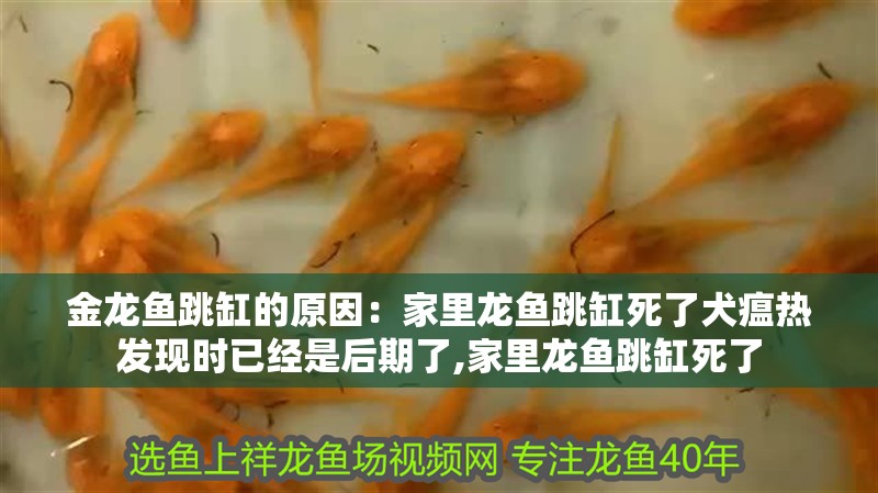 金龍魚跳缸的原因：家里龍魚跳缸死了犬瘟熱發現時已經是后期了,家里龍魚跳缸死了