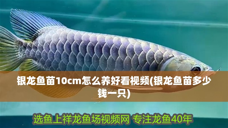 銀龍魚苗10cm怎么養(yǎng)好看視頻(銀龍魚苗多少錢一只)