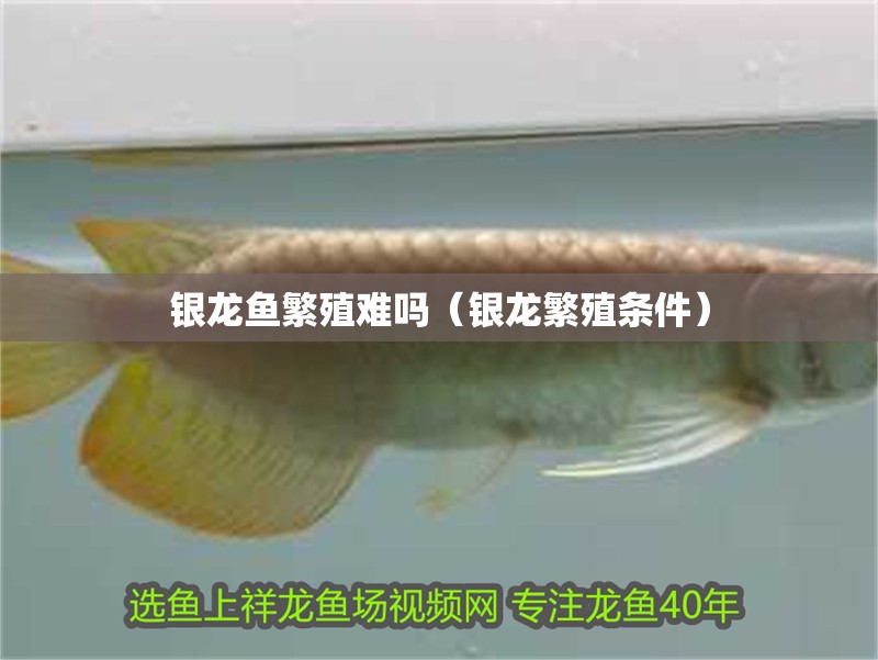 銀龍魚繁殖難嗎（銀龍繁殖條件）