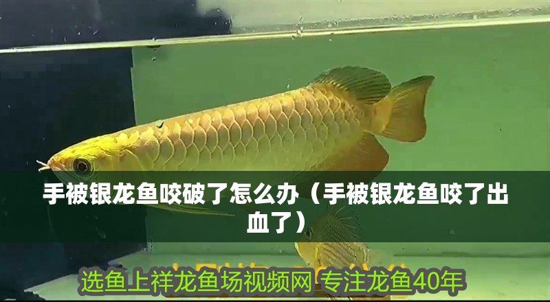 手被銀龍魚咬破了怎么辦（手被銀龍魚咬了出血了）