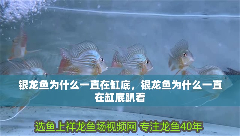 銀龍魚為什么一直在缸底，銀龍魚為什么一直在缸底趴著