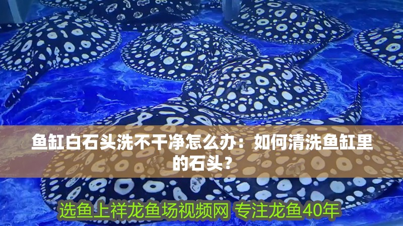 魚缸白石頭洗不干凈怎么辦：如何清洗魚缸里的石頭？