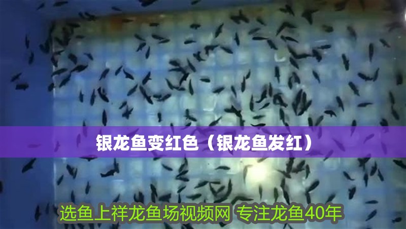 銀龍魚變紅色（銀龍魚發(fā)紅）