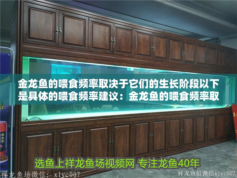 金龍魚的喂食頻率取決于它們的生長階段以下是具體的喂食頻率建議：金龍魚的喂食頻率取決于它們的生長階段