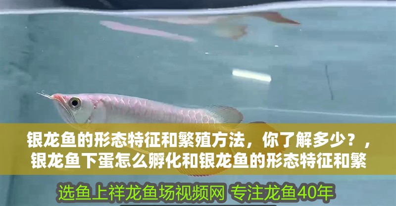 銀龍魚的形態特征和繁殖方法，你了解多少？，銀龍魚下蛋怎么孵化和銀龍魚的形態特征和繁殖方法