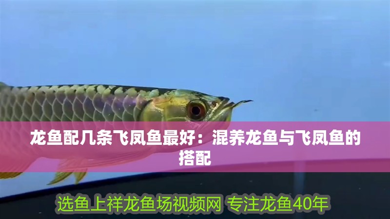 龍魚配幾條飛鳳魚最好：混養龍魚與飛鳳魚的搭配