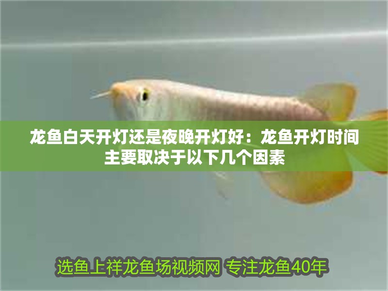 龍魚白天開燈還是夜晚開燈好：龍魚開燈時(shí)間主要取決于以下幾個(gè)因素