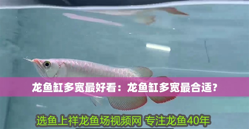 龍魚缸多寬最好看：龍魚缸多寬最合適？