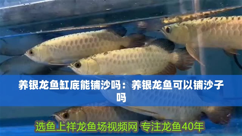 養銀龍魚缸底能鋪沙嗎：養銀龍魚可以鋪沙子嗎
