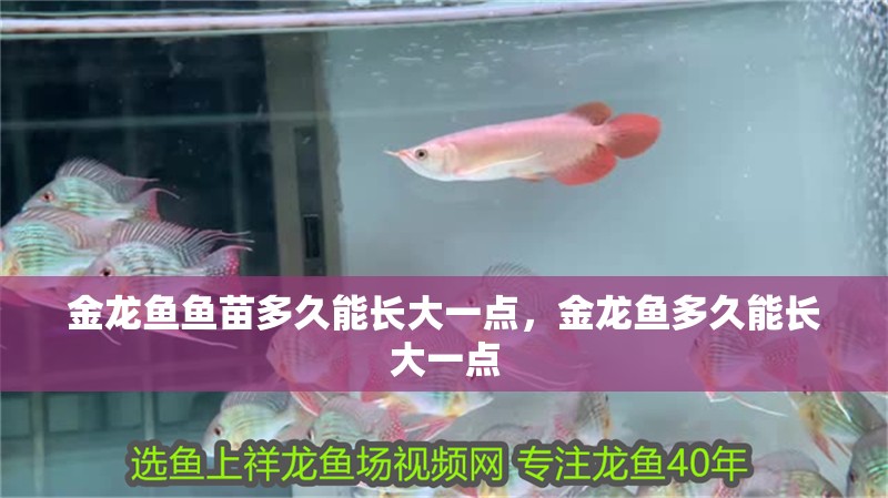 金龍魚魚苗多久能長大一點，金龍魚多久能長大一點