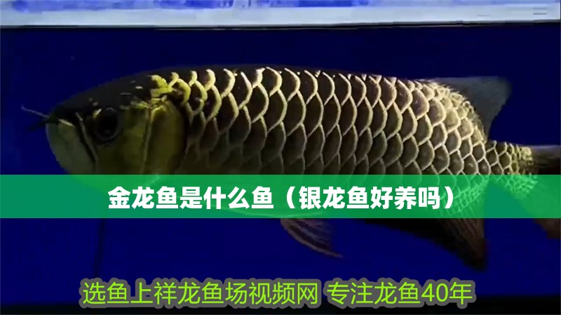 金龍魚(yú)是什么魚(yú)（銀龍魚(yú)好養(yǎng)嗎）