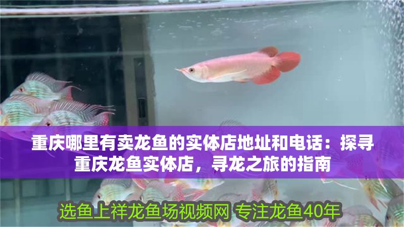重慶哪里有賣龍魚的實(shí)體店地址和電話：探尋重慶龍魚實(shí)體店，尋龍之旅的指南