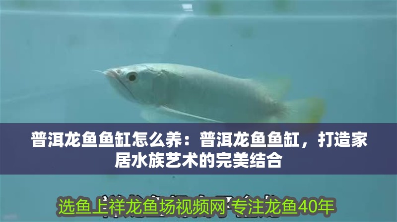 普洱龍魚魚缸怎么養：普洱龍魚魚缸，打造家居水族藝術的完美結合