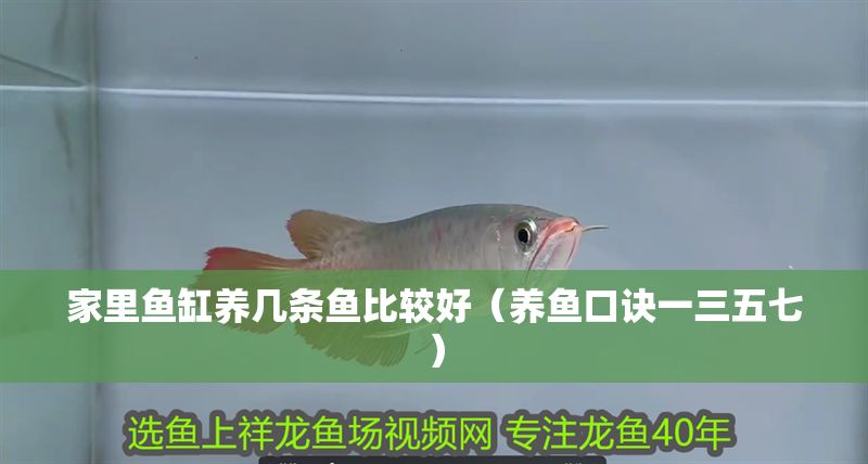家里魚缸養(yǎng)幾條魚比較好（養(yǎng)魚口訣一三五七）