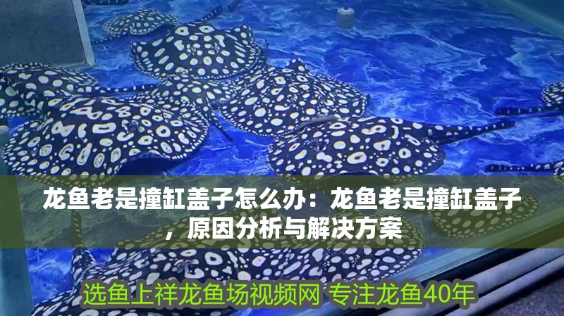 龍魚老是撞缸蓋子怎么辦：龍魚老是撞缸蓋子，原因分析與解決方案