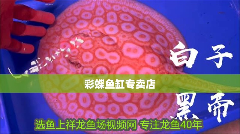 彩蝶魚缸專賣店