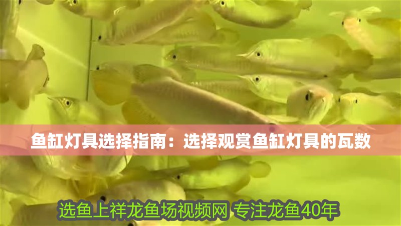 魚缸燈具選擇指南：選擇觀賞魚缸燈具的瓦數