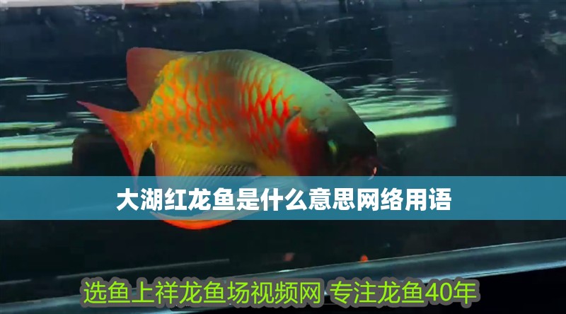 大湖紅龍魚是什么意思網絡用語