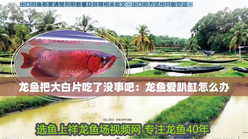 龍魚把大白片吃了沒事吧：龍魚愛趴缸怎么辦