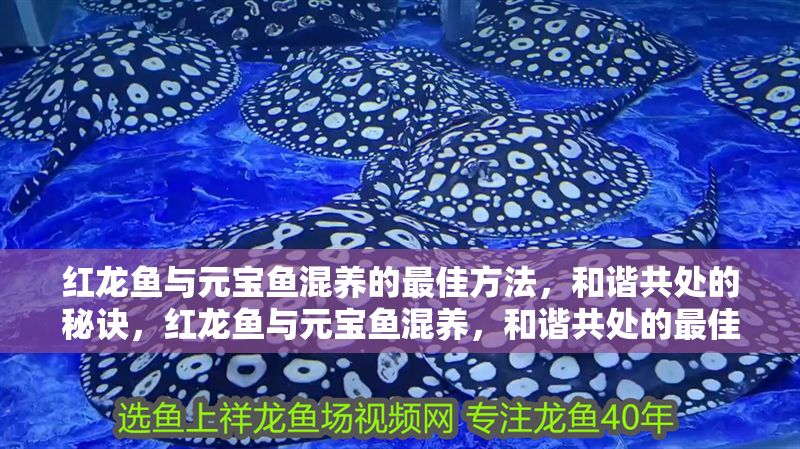 紅龍魚與元寶魚混養(yǎng)的最佳方法，和諧共處的秘訣，紅龍魚與元寶魚混養(yǎng)，和諧共處的最佳方法與秘訣