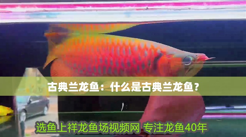 古典蘭龍魚(yú)：什么是古典蘭龍魚(yú)？