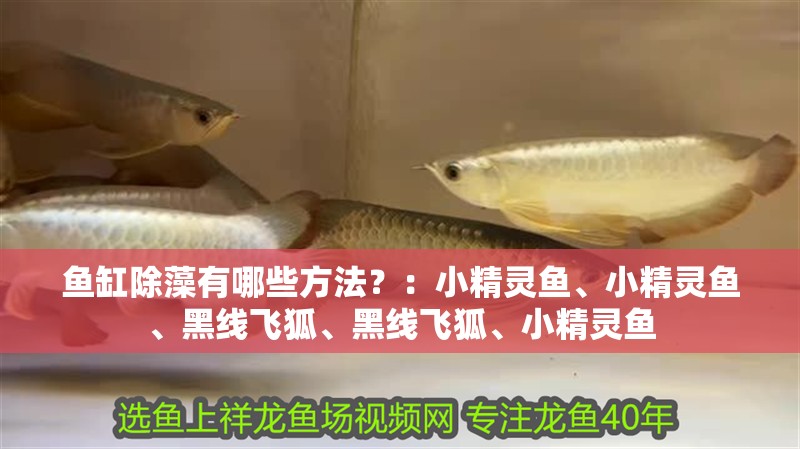 魚缸除藻有哪些方法？：小精靈魚、小精靈魚、黑線飛狐、黑線飛狐、小精靈魚