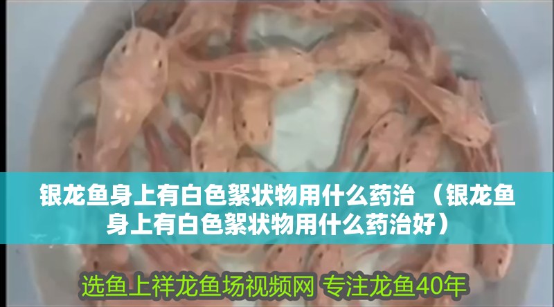 銀龍魚身上有白色絮狀物用什么藥治 （銀龍魚身上有白色絮狀物用什么藥治好）