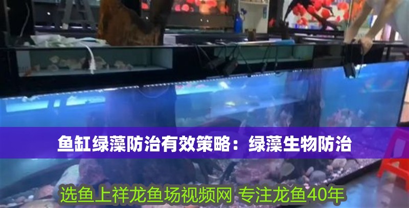 魚缸綠藻防治有效策略：綠藻生物防治 魚缸綠藻防治有效策略：綠藻生物防治 魚缸百科