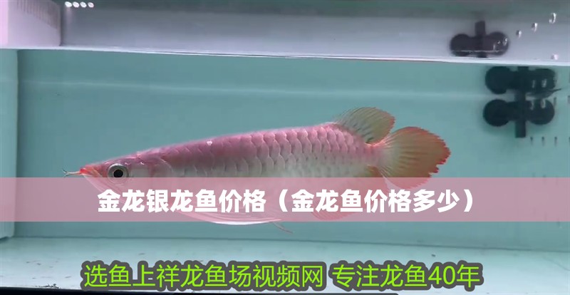 金龍銀龍魚價格（金龍魚價格多少）