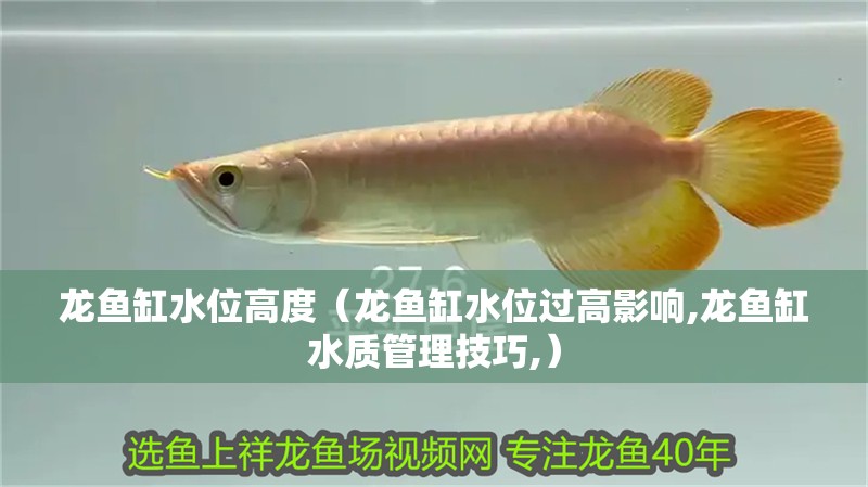 龍魚缸水位高度（龍魚缸水位過高影響,龍魚缸水質管理技巧,）