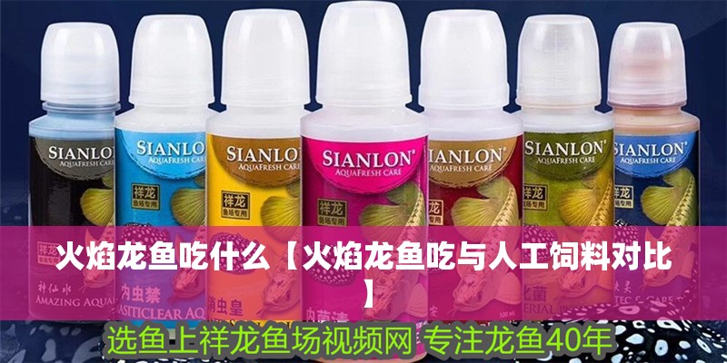 火焰龍魚吃什么【火焰龍魚吃與人工飼料對比】
