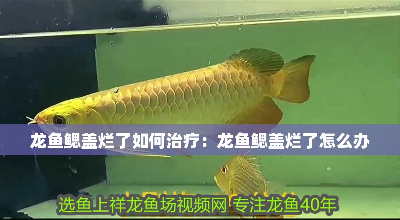龍魚鰓蓋爛了如何治療：龍魚鰓蓋爛了怎么辦