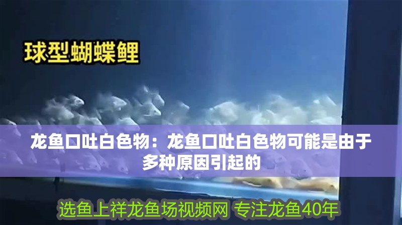 龍魚口吐白色物：龍魚口吐白色物可能是由于多種原因引起的