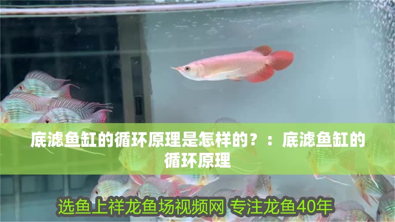 底濾魚(yú)缸的循環(huán)原理是怎樣的？：底濾魚(yú)缸的循環(huán)原理
