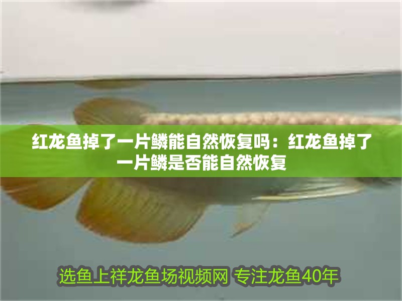 紅龍魚掉了一片鱗能自然恢復嗎：紅龍魚掉了一片鱗是否能自然恢復