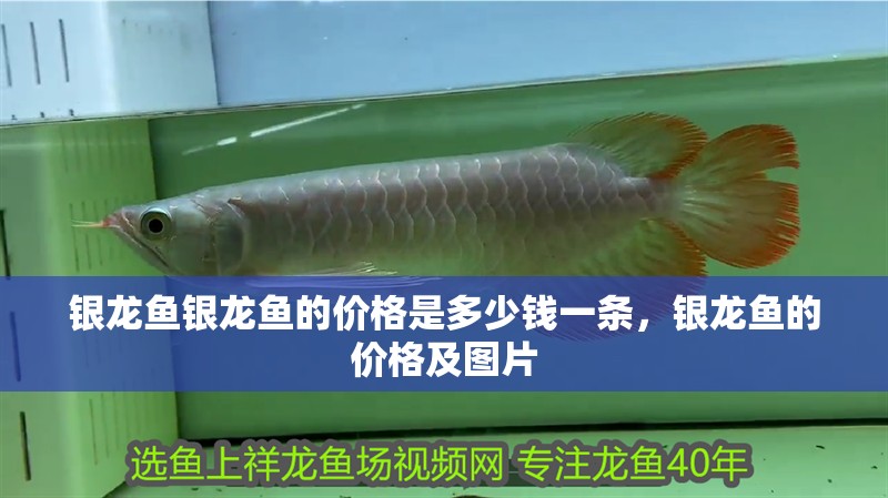 銀龍魚銀龍魚的價格是多少錢一條，銀龍魚的價格及圖片