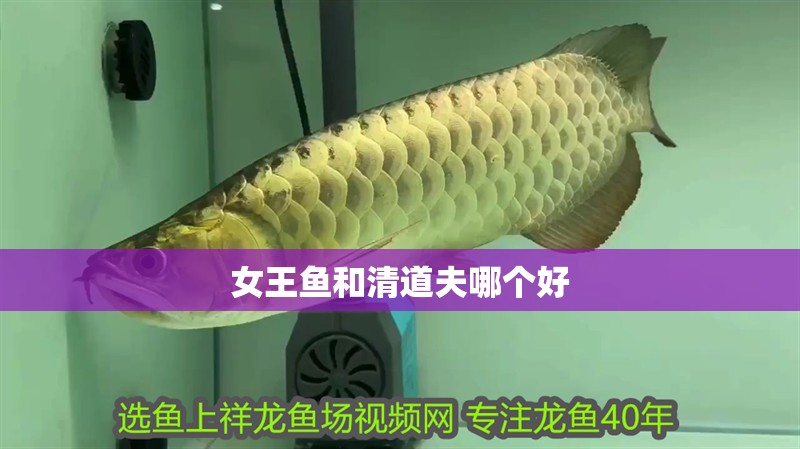 女王魚和清道夫哪個好