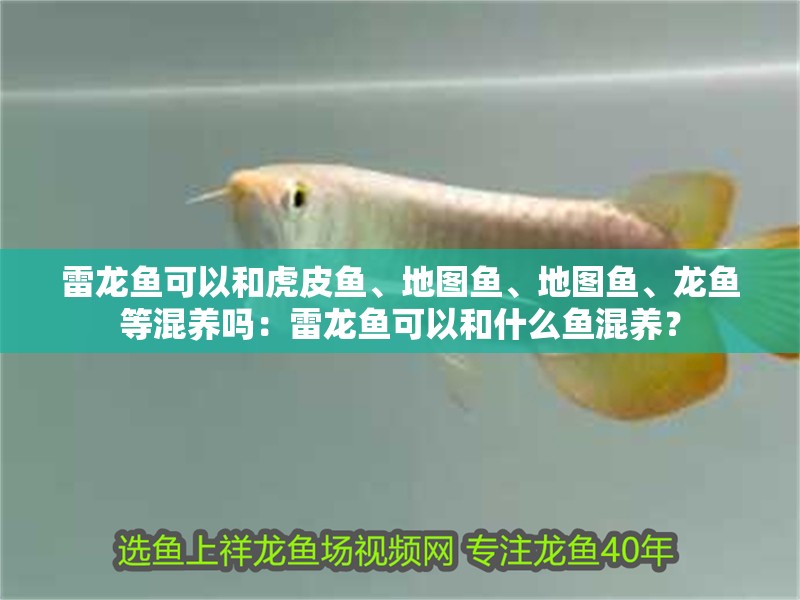 雷龍魚可以和虎皮魚、地圖魚、地圖魚、龍魚等混養(yǎng)嗎：雷龍魚可以和什么魚混養(yǎng)？