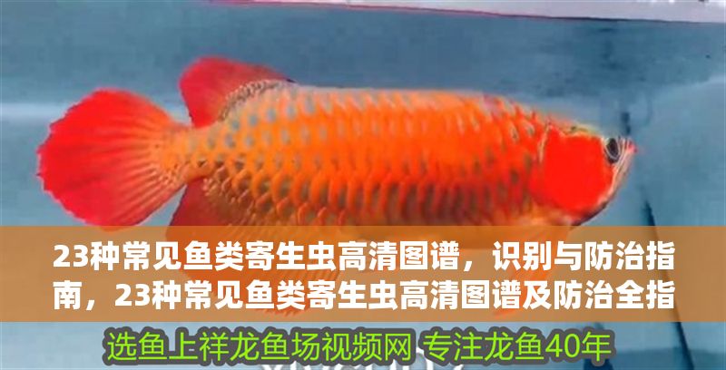 23種常見魚類寄生蟲高清圖譜，識別與防治指南，23種常見魚類寄生蟲高清圖譜及防治全指南