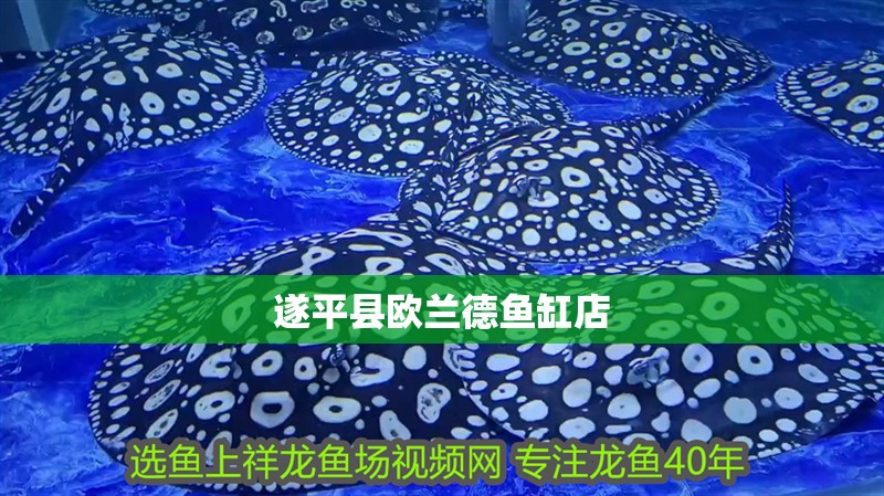 <strong><mark>遂平</mark></strong>縣歐蘭德魚缸店